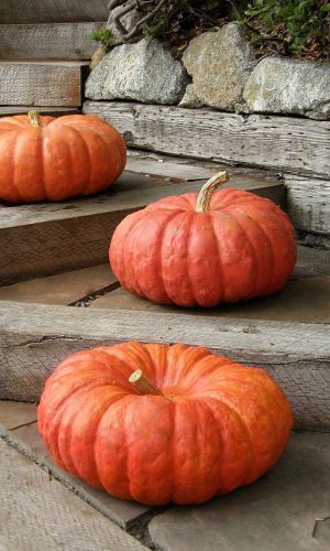 Тыква МЕДОВЫЙ ДЕСЕРТ