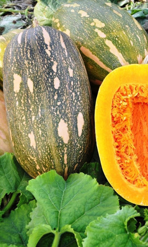 Тыква ВИТАМИННАЯ