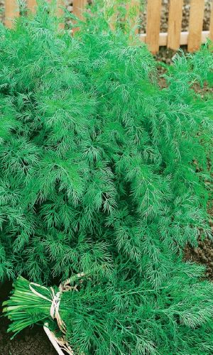 Укроп АЛЛИГАТОР