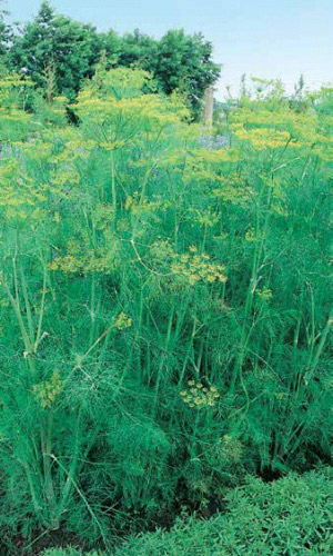 Укроп ГРИБОВСКИЙ