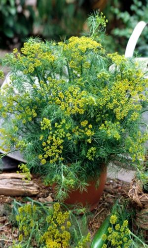 Укроп ЛЕСНОГОРОДСКИЙ