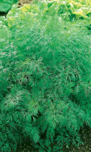 Укроп МАМОНТОВЫЙ