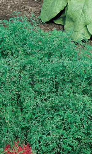 Укроп ОБИЛЬНОЛИСТВЕННЫЙ