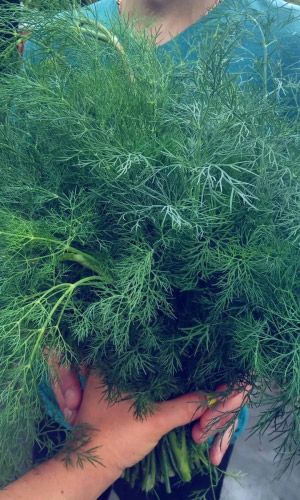 Укроп САМО СОВЕРШЕНСТВО