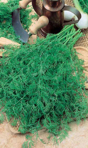 Укроп СУПЕРДУКАТ OE &mdash; Душистые букеты будут украшением летнего стола! Очень долго стоит зелёным и не закладывает зонтики! Зелень нежная, ароматная, сочная!