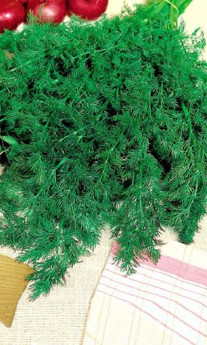 Укроп УЗБЕКСКИЙ 243