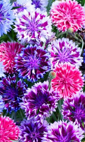 Василёк ФРОСТИ МИКС