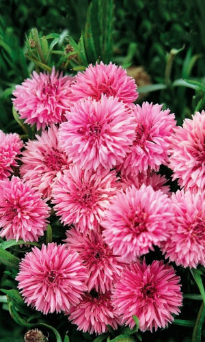 Василёк РОЗОВЫЙ ДРАКОН