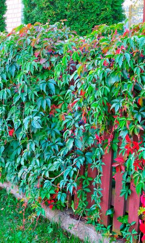 Виноград ДЕВИЧИЙ