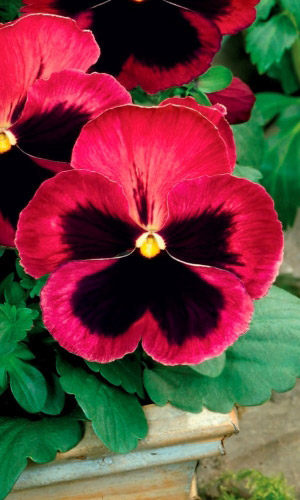 Виола КЛАРЕТ