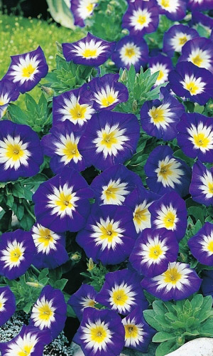 Вьюнок СИНЕЕ ЗНАМЯ