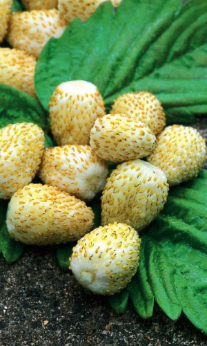 Земляника ЗОЛОТАЯ ДЕСЕРТНАЯ