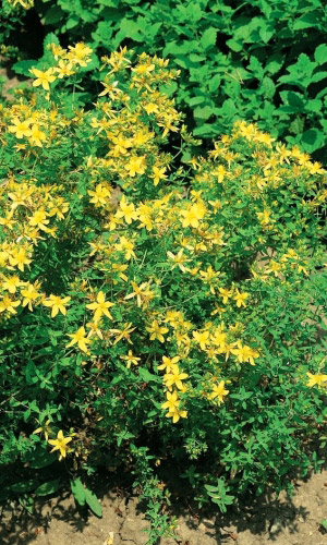 Зверобой ОПТИМИСТ