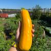 Кабачок ГОРДОСТЬ СИБИРИ
