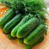 Огурец МИНИ-МИНИ F1