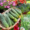 Огурец НОВЫЙ ГЕРМАН F1