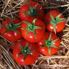 Томат КРАСНЫЙ ОЛИГАРХ