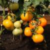 Томат ЯНТАРНЫЙ МЁД