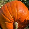 Тыква БИГ МАКС